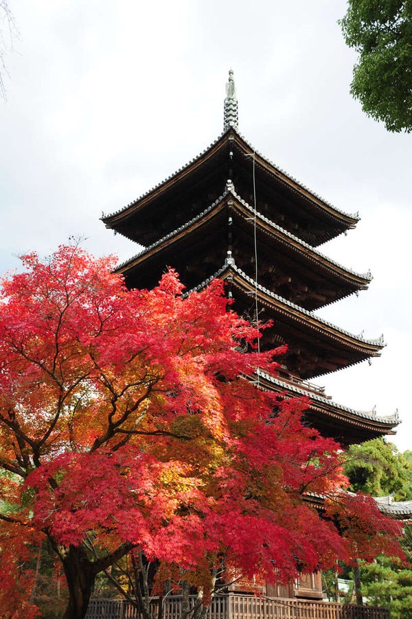 【宇都宮駅・小山駅発】古都京都、12の世界遺産紅葉名所めぐり 3日間3
